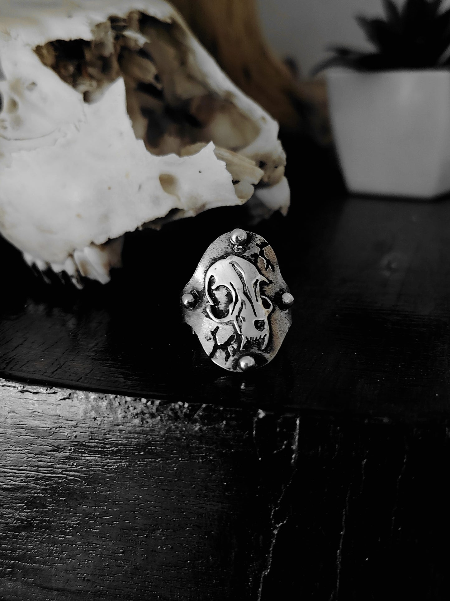 ANELLO CAT SKULL